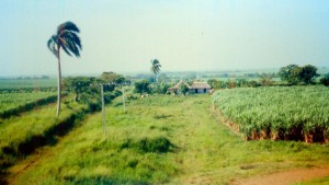 Cuba Sugarcane