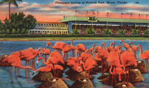 hialeah flamingo